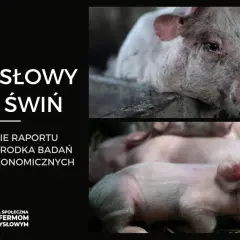 Hodowla świń jak się nazywa - poznaj właściwe terminy i znaczenie