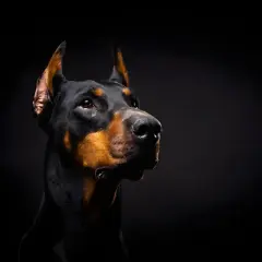 Ile kosztuje doberman z hodowli? Poznaj ceny i ukryte koszty
