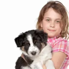 Ile kosztuje border collie z hodowli? Sprawdź, co wpływa na cenę