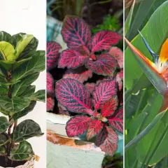 Trzy niespotykane kwiaty doniczkowe: figowiec lirolistny, fittonia z różowymi żyłkami i strelicja królewska.
