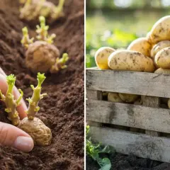 Sadzenie ziemniaków wczesnych odmian. W jednej części zdjęcia dłoń sadzi kiełkujące ziemniaki, w drugiej skrzynka pełna świeżo zebranych ziemniaków.