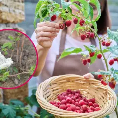 Ręka w rękawiczce z granulatem do nawożenia malin, obok koszyk pełen dojrzałych malin.