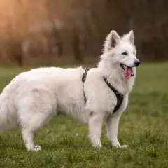 Piękny owczarek szwajcarski krótkowłosy stoi na zielonej łące, z językiem na wierzchu, gotowy do zabawy.