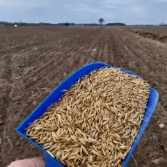 Jaki nawóz siać pod owies, aby uzyskać najwyższe plony?