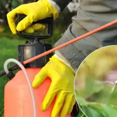 Ręce w żółtych rękawiczkach przygotowują opryskiwacz z mocznikiem do oprysku roślin. Widać strumień cieczy na liściach.