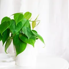 Zielony, sercowaty filodendron pnący w białej doniczce, na tle zwiewnej tkaniny.