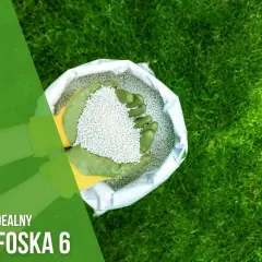 Ręce w rękawiczkach trzymają nawóz polifoska na trawnik. Zielona trawa i białe granulki nawozu.