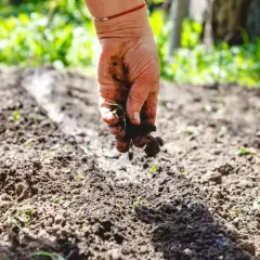Dłoń rozsypuje żyzny humus ziemia, przygotowując grządki do sadzenia.