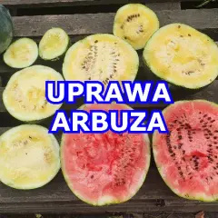 Jak skutecznie uprawiać arbuz Rosario F1 w polskim klimacie