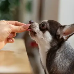 Dłoń podaje smakołyk małemu psu rasy chihuahua.