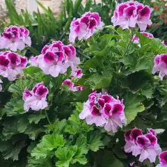Kwitnące pelargonie, które wyglądają jakby były odżywione domowym nawozem.