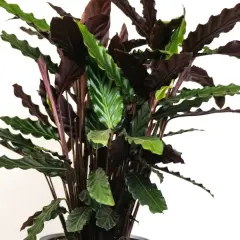 Kwiat calathea z ciemnymi, falowanymi liśćmi i zielonymi akcentami.