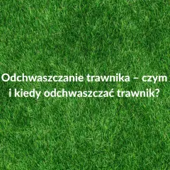 Kiedy opryskiwać chwasty na trawniku, aby uniknąć ich rozprzestrzenienia?