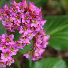 Kwitnąca bergenia sercolistna w kolorze fuksji, z zielonymi liśćmi w tle.