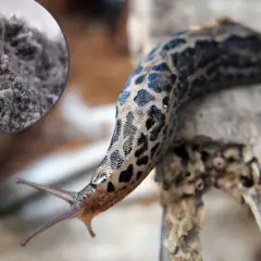 Mączka bazaltowa na ślimaki – naturalny sposób na ochronę ogrodu. Ślimak plamisty na drewnie.