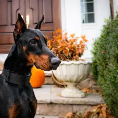Czarny doberman, jeden z najlepszych psów obronnych, czujnie obserwuje otoczenie przed domem, ozdobionym dyniami i jesiennymi liśćmi.
