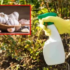 Ręka w żółtej rękawiczce rozpyla oprysk z czosnku na rośliny. W rogu zdjęcie czosnku w misce.