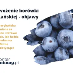 Zbliżenie na grupę dojrzałych, niebieskich borówek amerykańskich.