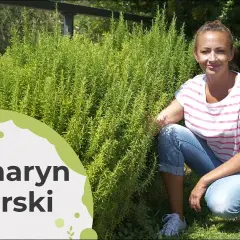 Jak uprawiać rozmaryn w Polsce - sekrety udanej uprawy i pielęgnacji