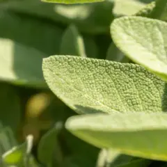 Jak uprawiać szałwię: sekrety zdrowej i aromatycznej rośliny