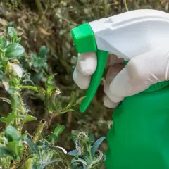 Rękawiczka z opryskiwaczem Mospilan na ćmę bukszpanową, która niszczy krzew.