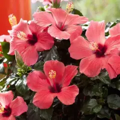 Piękny kwiat hibiskus w doniczce, z pąkami i ciemnozielonymi liśćmi, rozkwita w odcieniach koralu.