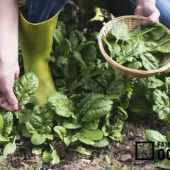 Ręce zbierają świeży szpinak z grządki. W koszyku rośnie obfity plon. Szpinak uprawa w ogrodzie.