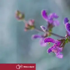 Fioletowe kwiaty szałwii, czy szałwia jest wieloletnia? Delikatne krople rosy na płatkach.