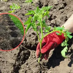 Sadzenie pomidorów. W okręgu widać dołki na rozsadę, a ręka w czerwonej rękawicy sadzi młodą roślinę. Jaki obornik pod pomidory?