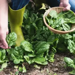 Ręce zbierają świeże, zielone warzywa, takie jak szpinak, do wiklinowego koszyka.