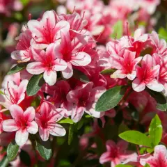 Kwiat rododendron w pełnym rozkwicie, z delikatnymi różowymi płatkami i ciemniejszymi środkami.