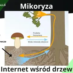 Ilustracja pokazuje symbiozę drzewa z grzybem, czyli mikoryzę. Grzyb dostarcza drzewu wodę i minerały, a otrzymuje produkty fotosyntezy.
