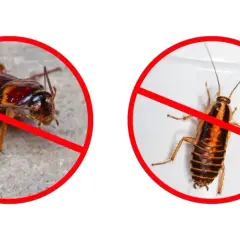 Dwa karaluchy w czerwonych kółkach z przekreśleniem. Koniec z deltam i innymi szkodnikami!