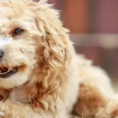 Ile kosztuje maltipoo z hodowli? Ceny, które mogą zaskoczyć
