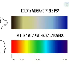 Porównanie barw: pies widzi świat w odcieniach żółci i niebieskiego, człowiek dostrzega pełne spektrum od czerwieni do fioletu.