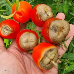 Pomidory z suchą zgnilizną. Jak zwalczać tę chorobę, by ratować plony?