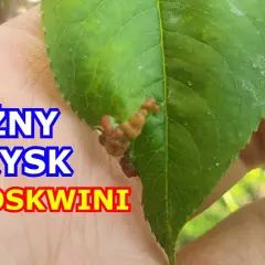 Kiedy opryskiwać brzoskwinie, aby uniknąć chorób i szkodników?
