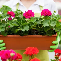 Ręce w zielonych rękawiczkach trzymają doniczkę z kwitnącymi pelargoniami. Idealny czas, kiedy sadzić pelargonie, to wiosna.