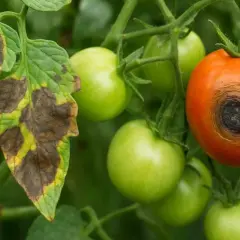 Liście pomidora z plamami, objawy chorób pomidorów. Na jednym z pomidorów widoczna czarna plama u nasady.