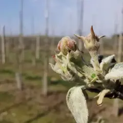 Pąki jabłoni pokryte białym nalotem, objaw mączniaka jabłoni. W tle rzędy drzew.