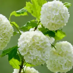Piękne, kuliste kwiatostany kaliny odmiany 'Roseum' na tle zieleni.