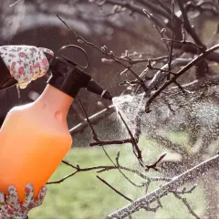 Ręce w rękawiczkach pryskają drzewko opryskiwaczem. To idealny moment, kiedy pryskać miedzianem, by chronić pąki przed chorobami.