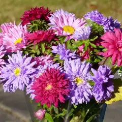 W bukiecie różnobarwne aster chiński peoniowy: różowe, fioletowe, purpurowe.