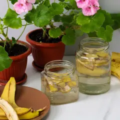 Domowa gnojówka z bananów w słoikach, obok kwitnące pelargonie i świeże banany.