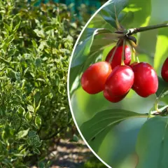 Gęsty żywopłot z zielono-białymi liśćmi, obok gałązka z dojrzałymi, czerwonymi owocami derenia jadalnego.