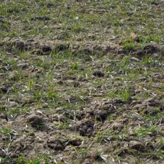 Młode źdźbła trawy przebijają się przez wilgotną glebę bogatą w kwasy humusowe, zapowiadając obfite plony.