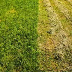 Jaki nawóz do trawy po wertykulacji, aby uzyskać gęsty trawnika?