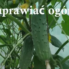 Jak uprawiać ogórki w szklarni - unikaj najczęstszych błędów
