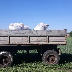Jak obliczyć dawkę nawozu, by uniknąć błędów i strat w uprawach