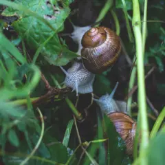 Ile można zarobić na hodowli ślimaków? Zaskakujące fakty o dochodach